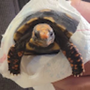 Meet your Posher, Bettina